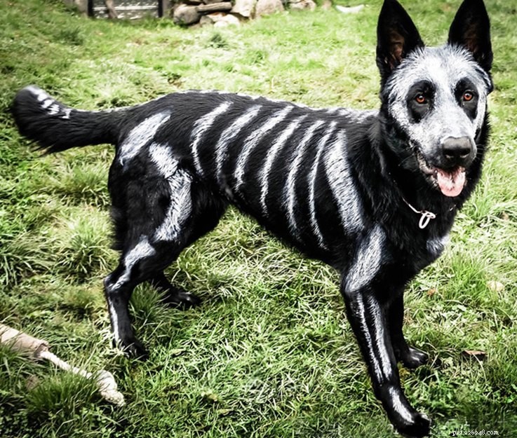 13 echt angstaanjagende kostuums voor huisdieren