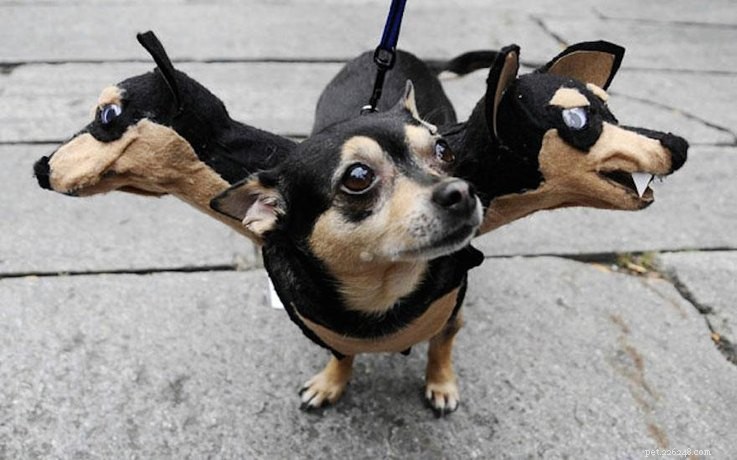 13 costumes pour animaux de compagnie vraiment terrifiants