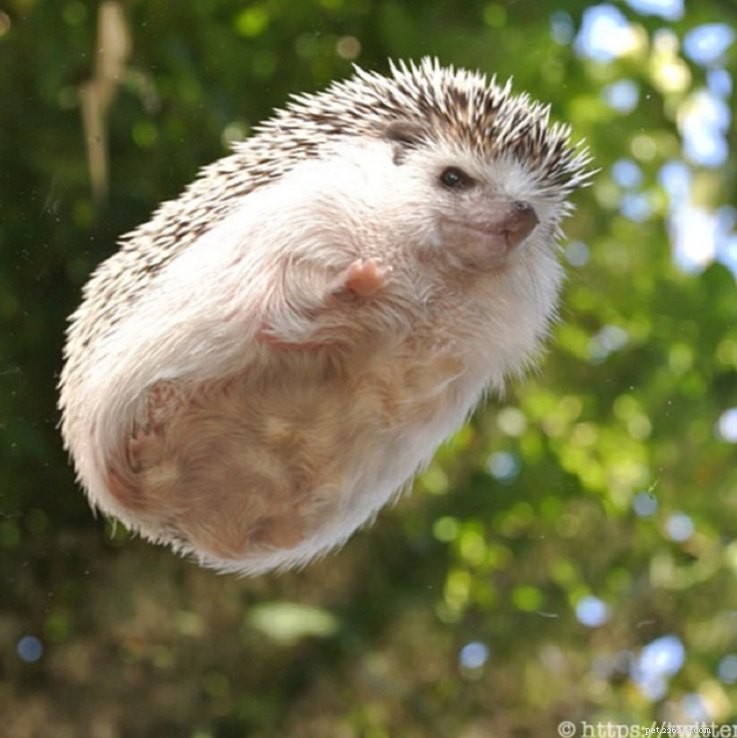 Jen 15 nejzábavnějších obrázků ježka, které jsme kdy viděli