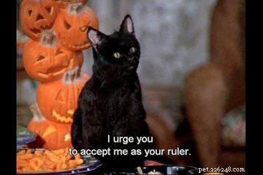 15 anledningar till att Salem From Sabrina, The Teenage Witch regerade