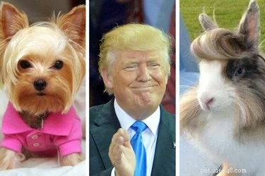 트럼프 머리를 흔드는 동물 11마리