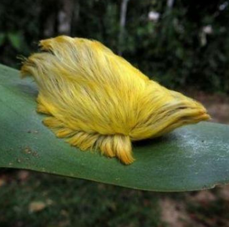11 zvířat, která houpají Trumpovy vlasy MNOHEM lepší než Trump