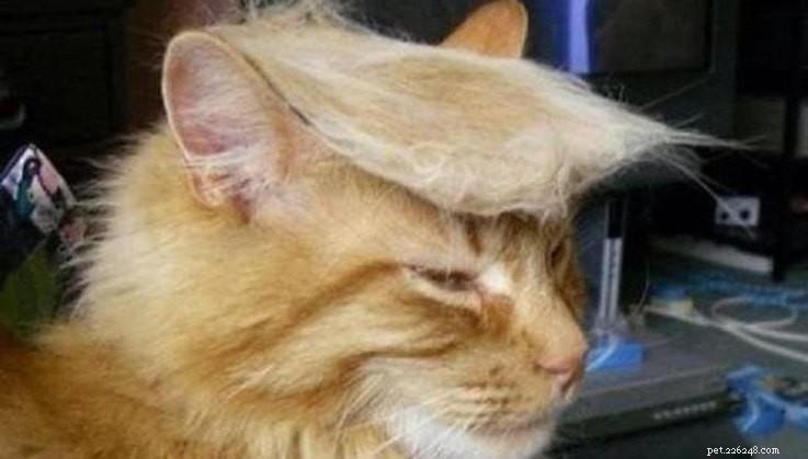 11 djur som rockar Trumps hår MYCKET bättre än Trump