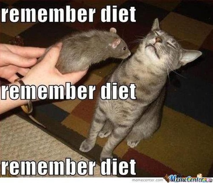 15 meme animali che solo le persone a dieta riceveranno