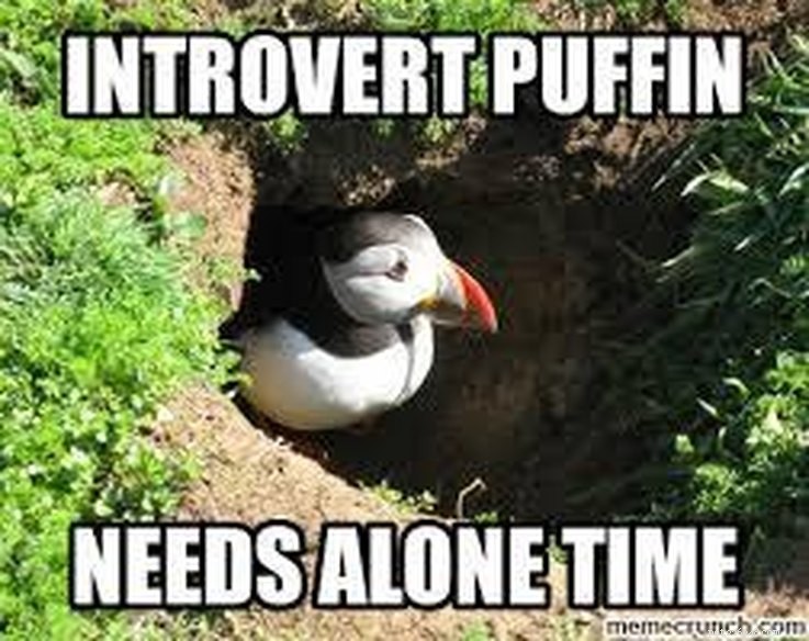 11 zvířecích memů, kterých se mohou všichni introverti týkat