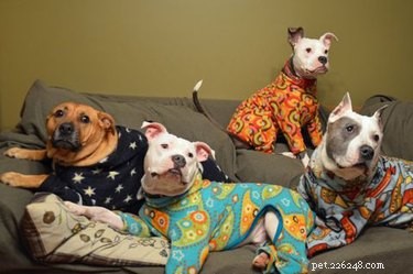 15 fotos de animais de estimação de pijama para ver antes de dormir