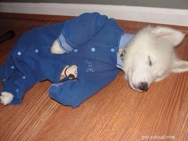15 foto s van huisdieren in pyjama s om naar te kijken voor het slapengaan