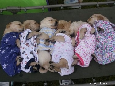 15 foton av husdjur i pyjamas att titta på innan läggdags