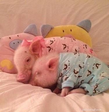 15 foto s van huisdieren in pyjama s om naar te kijken voor het slapengaan