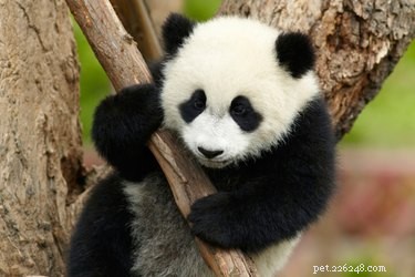 Babypanda s vechten met alles en het is allemaal schattig