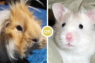 Enquete:cobaias ou hamsters?