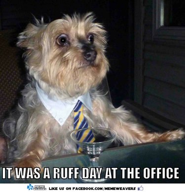Мемы с животными понимают только сотрудники офиса