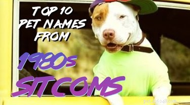 132 nomes de animais de estimação das comédias dos anos 80