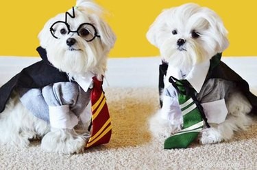 68 husdjursnamn för Harry Potter-fans