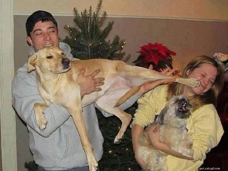 Top 13 des photos embarrassantes de propriétaires avec leurs animaux de compagnie