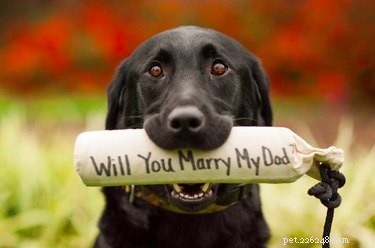 7 idées de demande en mariage impliquant des animaux mignons