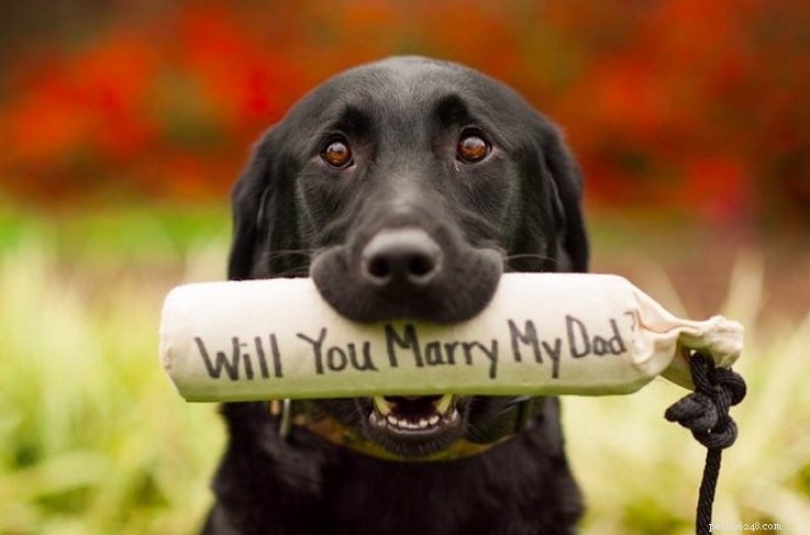 귀여운 동물과 관련된 7가지 결혼 제안 아이디어
