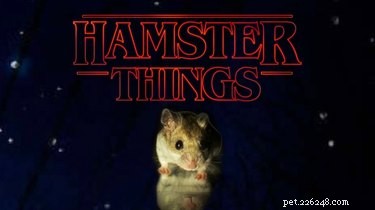 Hamster Stranger Things est la meilleure chose sur le net en ce moment