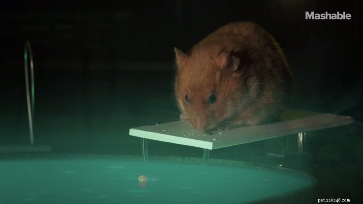 Hamster Stranger Things är det bästa på nätet just nu
