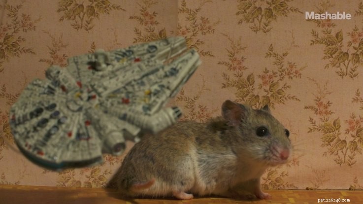 Hamster Stranger Things é a melhor coisa da Internet no momento