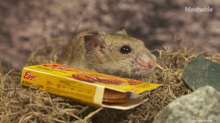 Hamster Stranger Things is momenteel het beste op internet