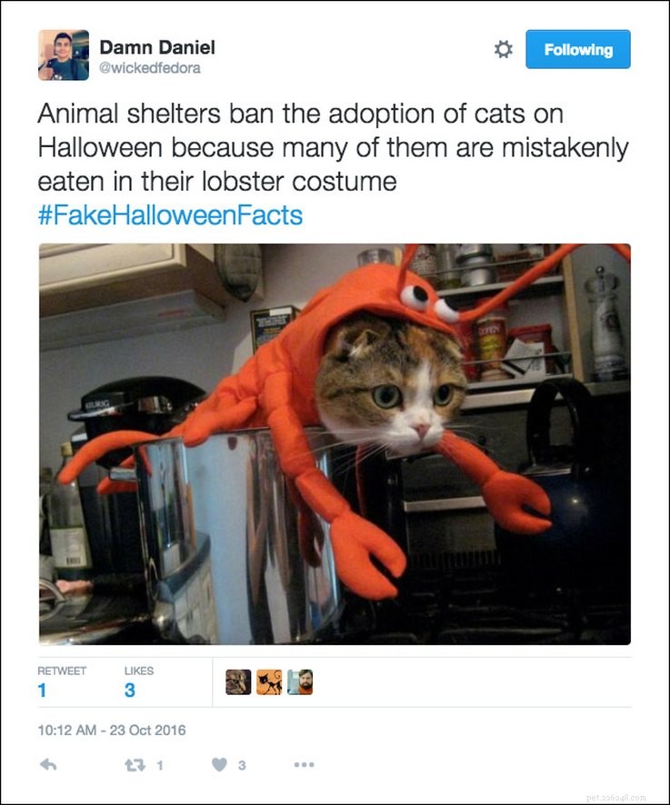 25 tweets over huisdieren en Halloween die herkenbaar zijn AF