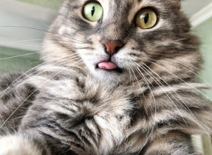 Qu est-ce qu un Blep ?