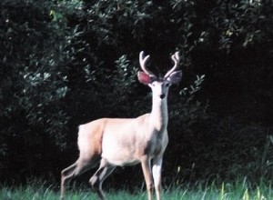 Domácí směs semen s potravou pro jeleny