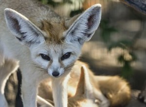 Peut-on légalement posséder un renard Fennec ?