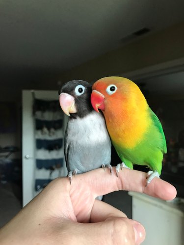Красочный попугай находит подругу-гота, и они наши новые любимые неразлучники