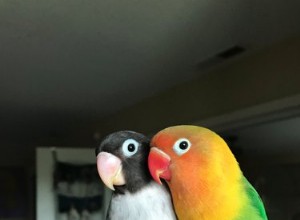 Färgglad papegoja hittar en goth-flickvän och de är våra nya favoritälsklingar