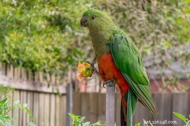 A dieta mais saudável para papagaios