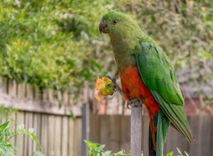 Het gezondste dieet voor papegaaien