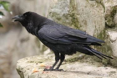 Les corbeaux et les corbeaux font-ils de bons animaux de compagnie ?