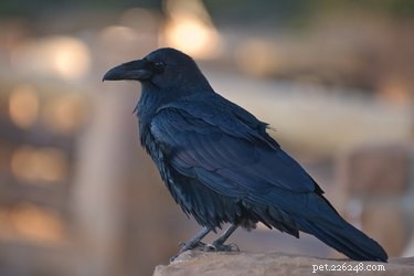 Являются ли вороны хорошими домашними животными?