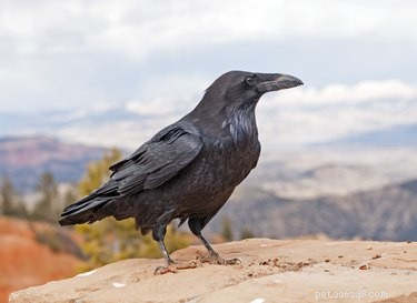 Les corbeaux et les corbeaux font-ils de bons animaux de compagnie ?