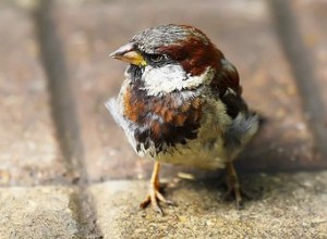 Os pássaros selvagens podem ser domesticados e mantidos como animais de estimação?