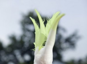내 앵무새가 흔들리는 이유는 무엇입니까?