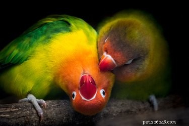 Hur ruvar man ett Lovebird-ägg