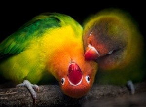 Hur ruvar man ett Lovebird-ägg