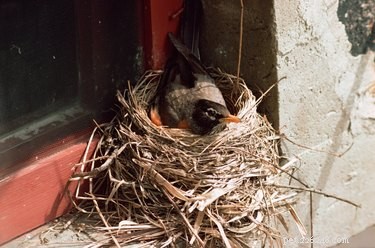 鳥を窓の棚から遠ざける方法 