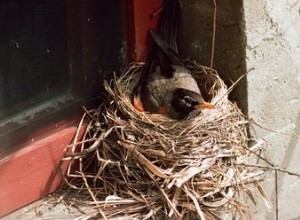 鳥を窓の棚から遠ざける方法 