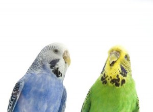 Почему мои волнистые попугаи дерутся?