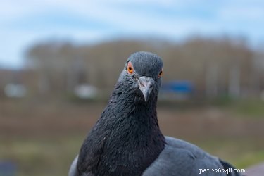 Qu est-ce que les pigeons aiment manger ?