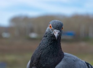 Qu est-ce que les pigeons aiment manger ?