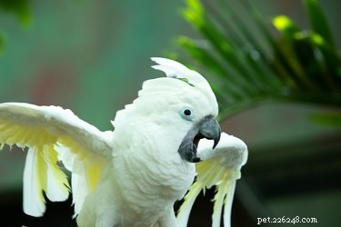 Co může a nemůže jíst kakadu deštníkový