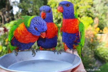 Waarom gaan papegaaien plotseling dood?