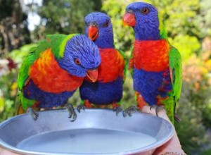 Proč papoušci náhle umírají?