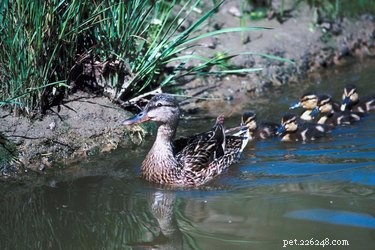 The Life Cycle of Baby Ducks