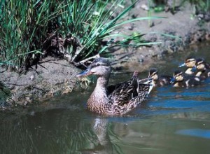 The Life Cycle of Baby Ducks